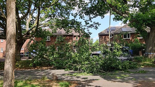 The collapsed branch on the Avenues, in University Ward. 